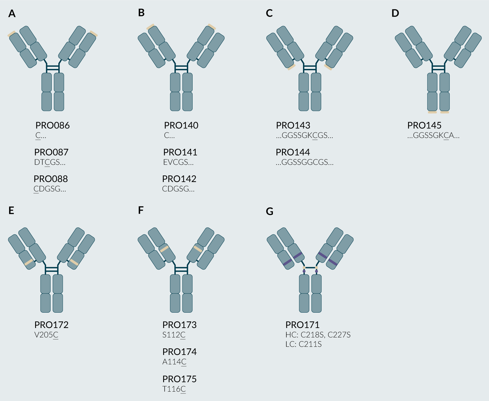 Schematics for all PRO085 variants for cysteine PEGylation.